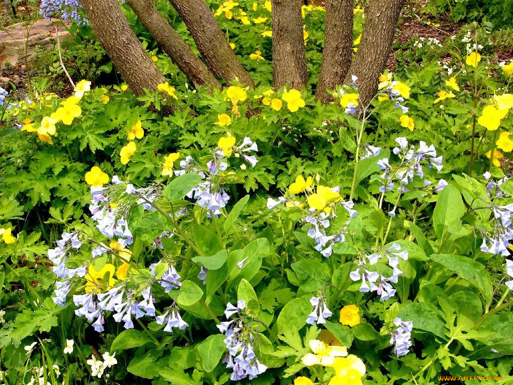 wildflowers, in, the, prarie, garden, , , 